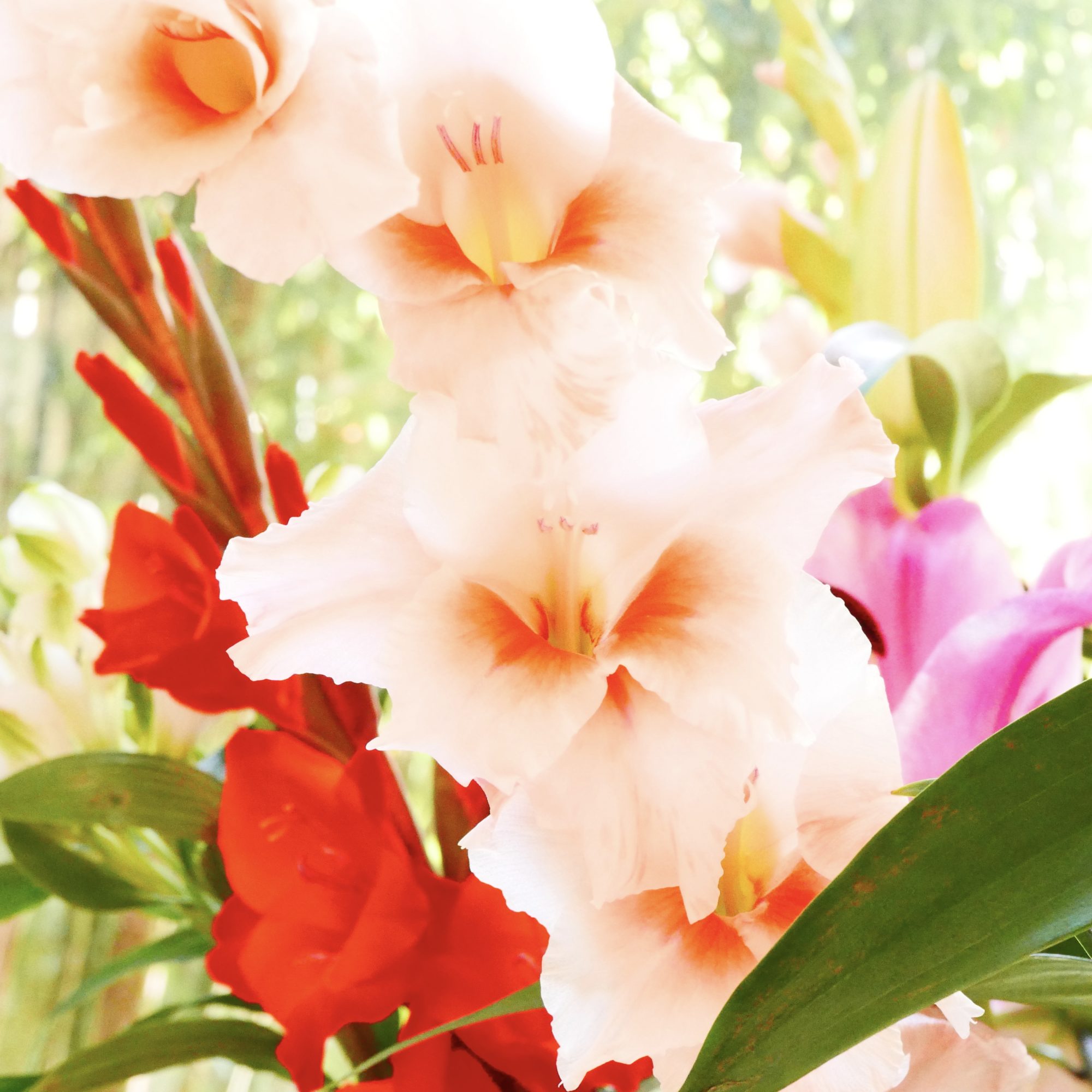 Bouquet de fleurs épanouies