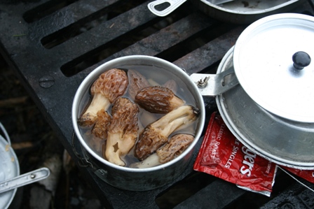 Photo by Del Wright - Wild Mushroom ready for the pan BWCA