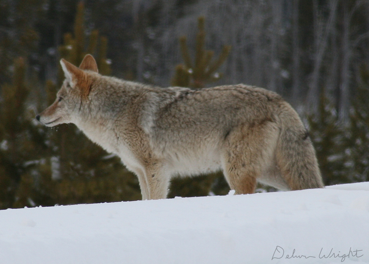 coyote01