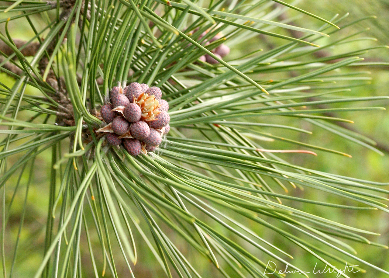 pinecones01