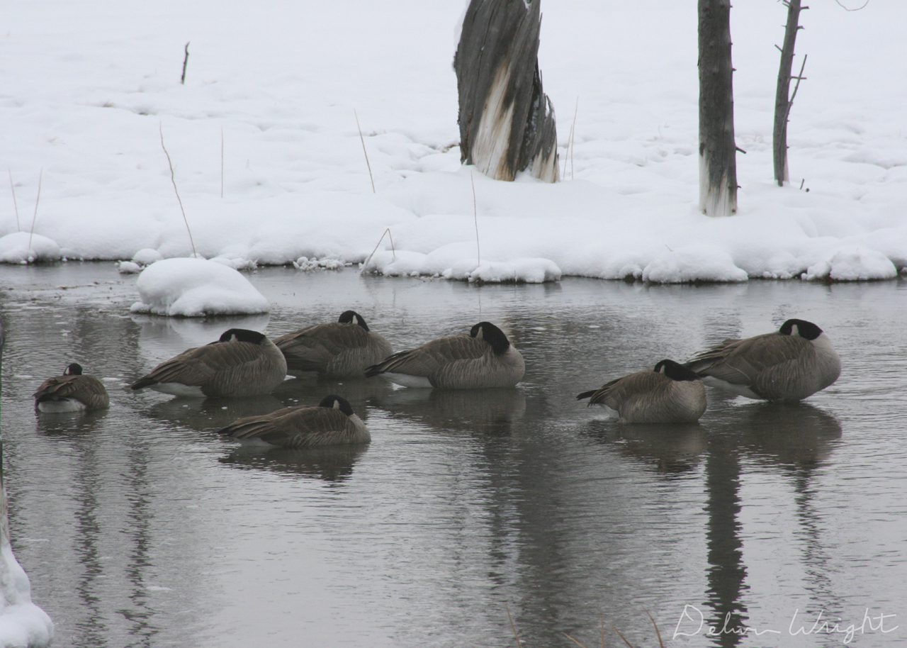 winter-geese01