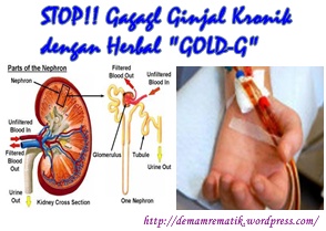 Obat Gagal Ginjal Tanpa Cuci Darah Herbal Aman Dan Manjur Tanpa