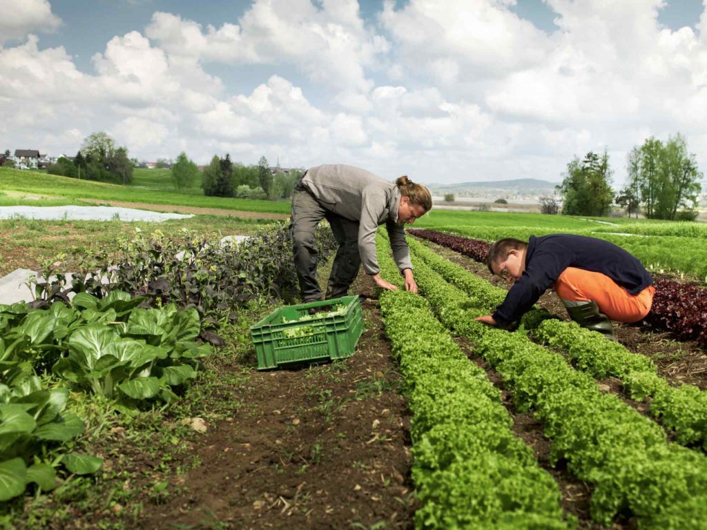 Gartenkalender 2020 Terminplaner Inkl Mondkalender Mit Mondphasen Buchkalender Mit Garten Tipps Fur Jeden Monat Monatsubersicht Und Gartenplaner Moderne Geschenkidee Fur Gartner German Edition By Amazon Ae