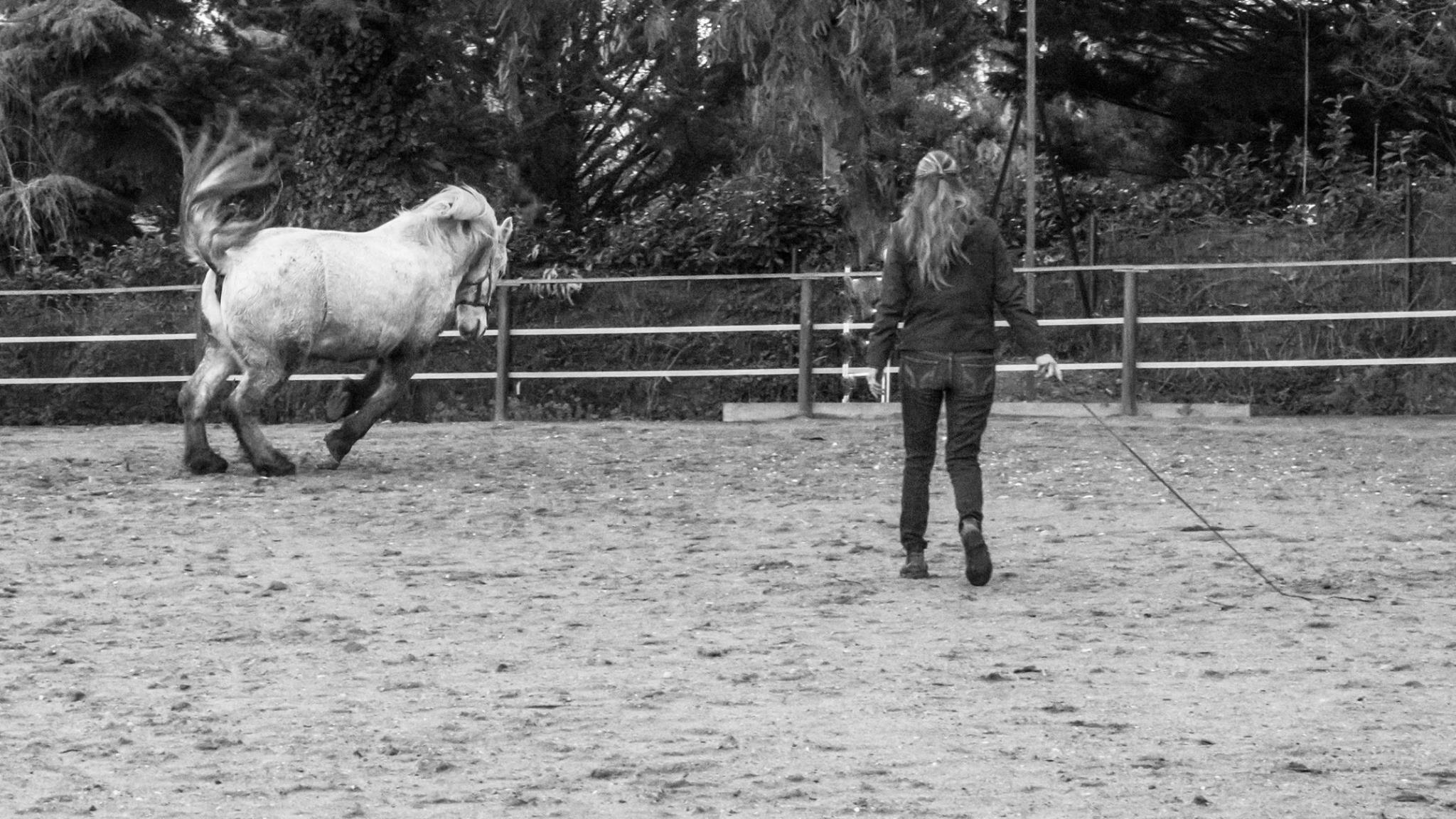 Le travail permet à Quilt d'être plus à l'aise dans son corps et n'hésite pas à le montrer une fois lâché en liberté et il n'hésite pas à me le montrer ! Crédits photo Sarah Stephani.