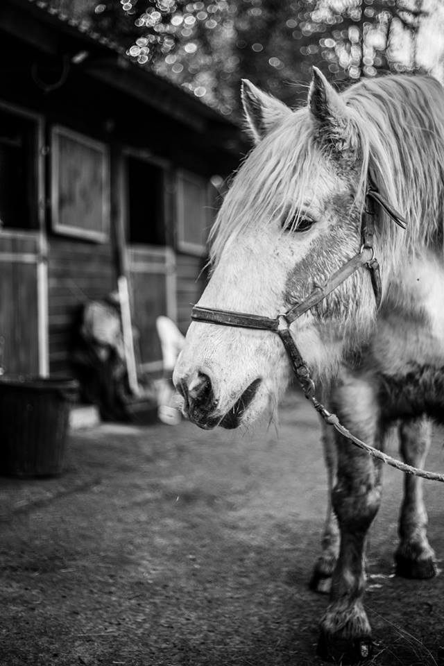 Crédits photo Sarah Stephani.