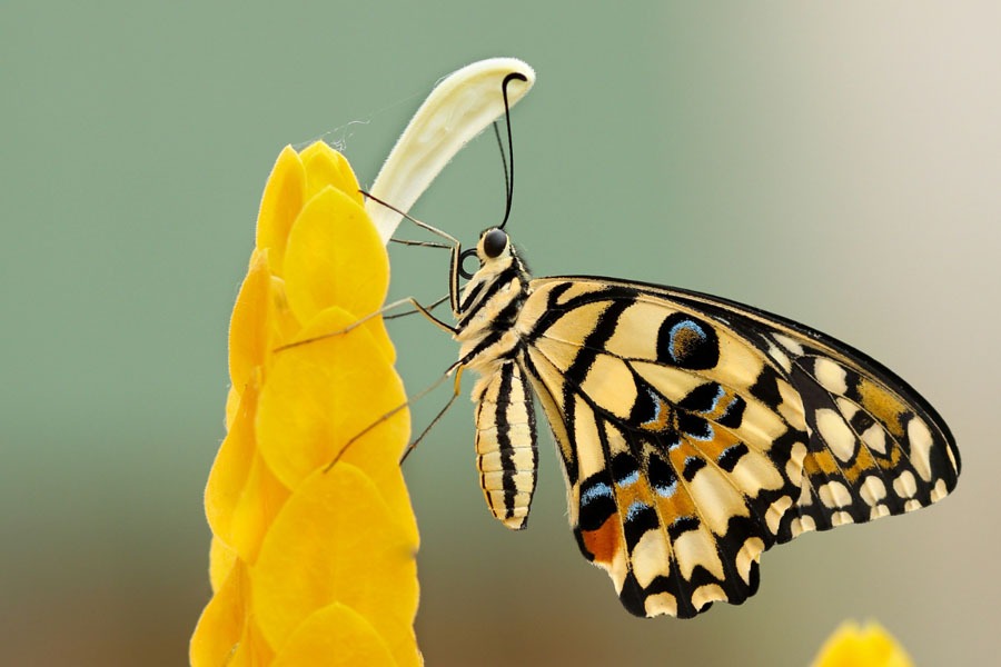 INTERESTING FACTS : तितली अपने पैरों से टैस्ट करती है