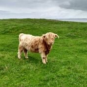 Tiree coo