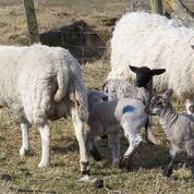 Tiree sheep