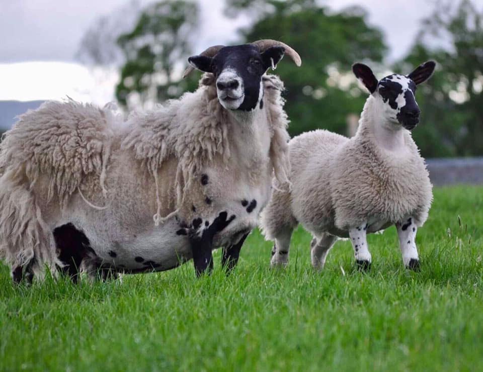 endrick sheep two