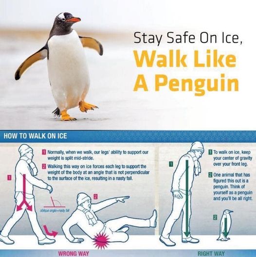 penguin walk