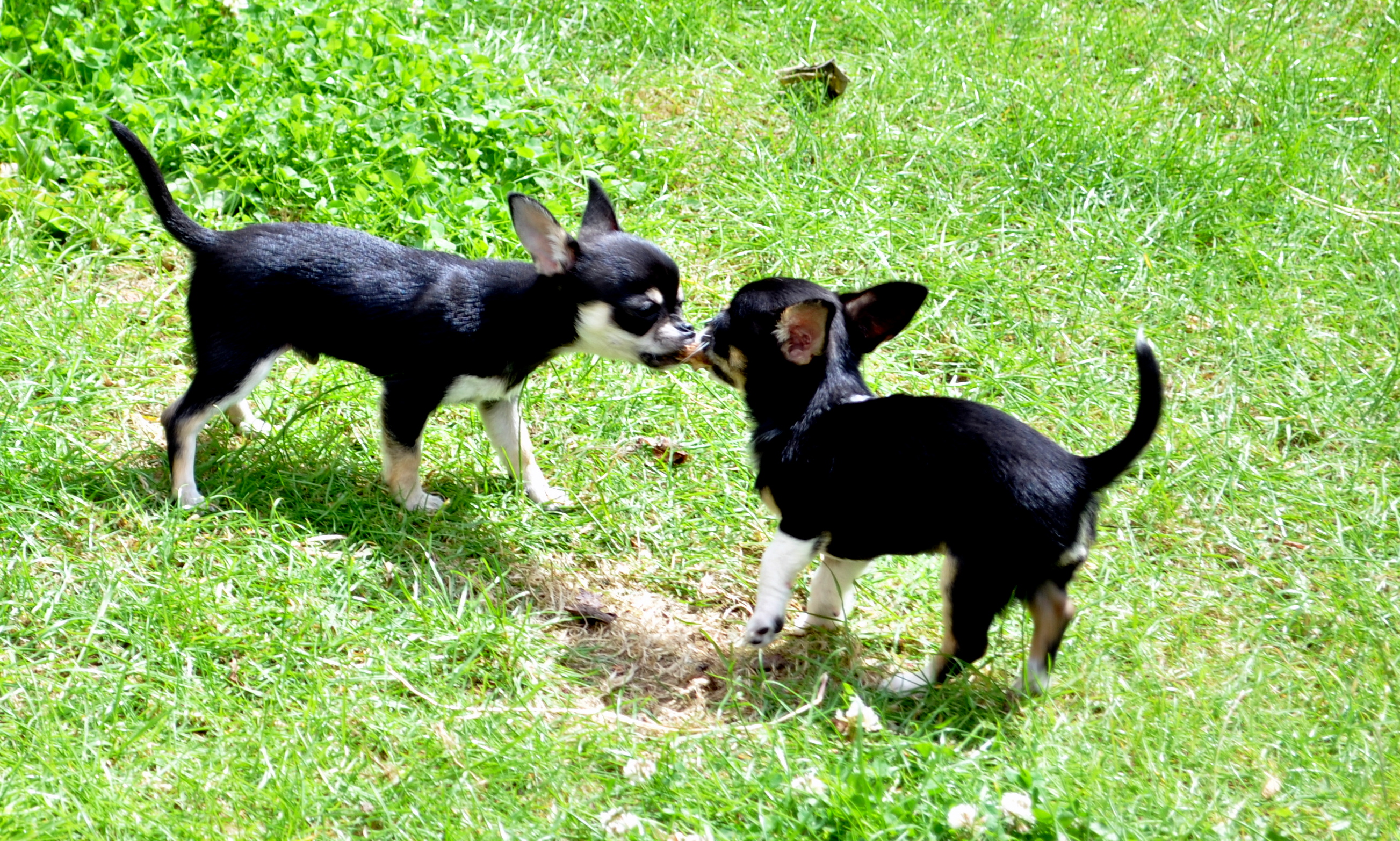 dogs 2
