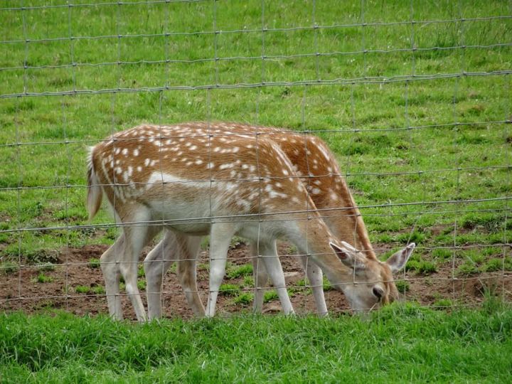 deer riverside