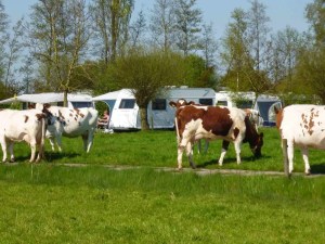Heerlijk kamperen (bijna) tussen de koeien.