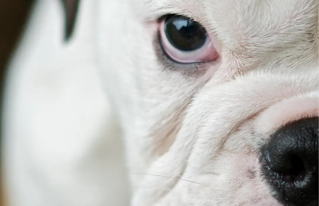 Seller's in Ottawa need to fix their home before selling. Dog looks sternly at the camera.
