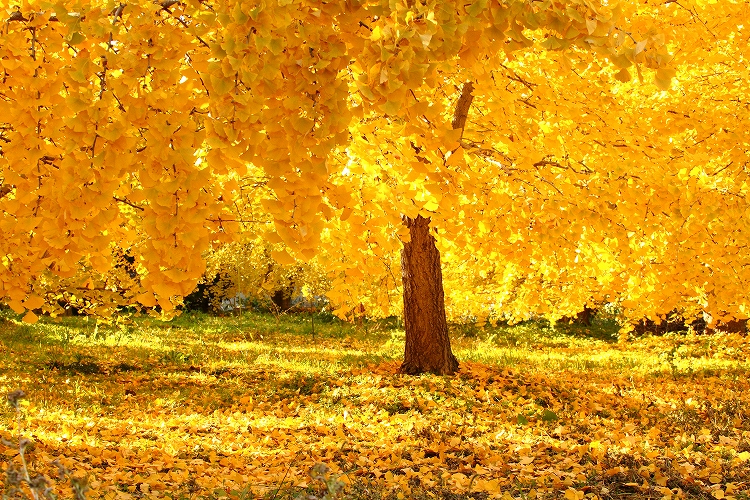 祖父江町の銀杏祭りについて。インスタで話題のイチョウ絨毯は必見です