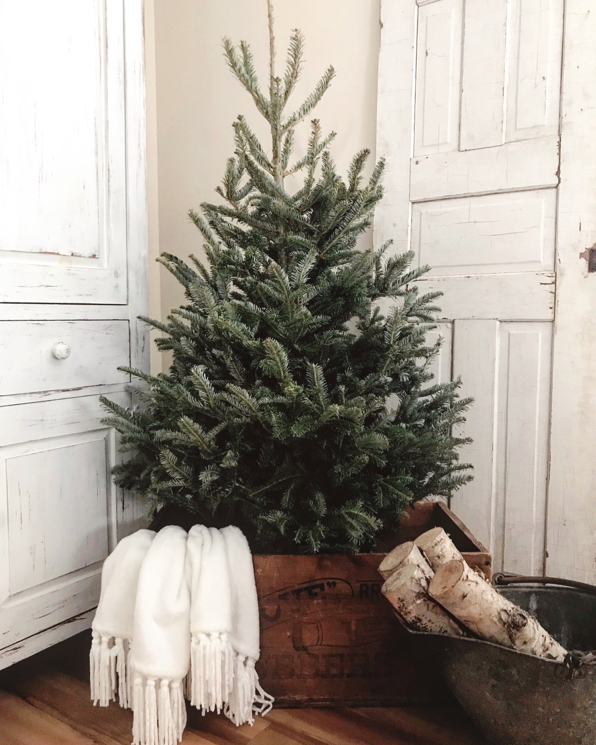 Trees of Christmas Past