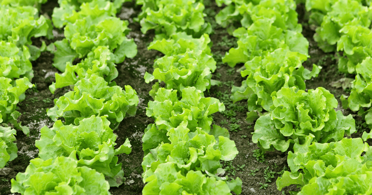 FertiBoost 11-0-5 limits nitrogen losses and boosts soil microbial life