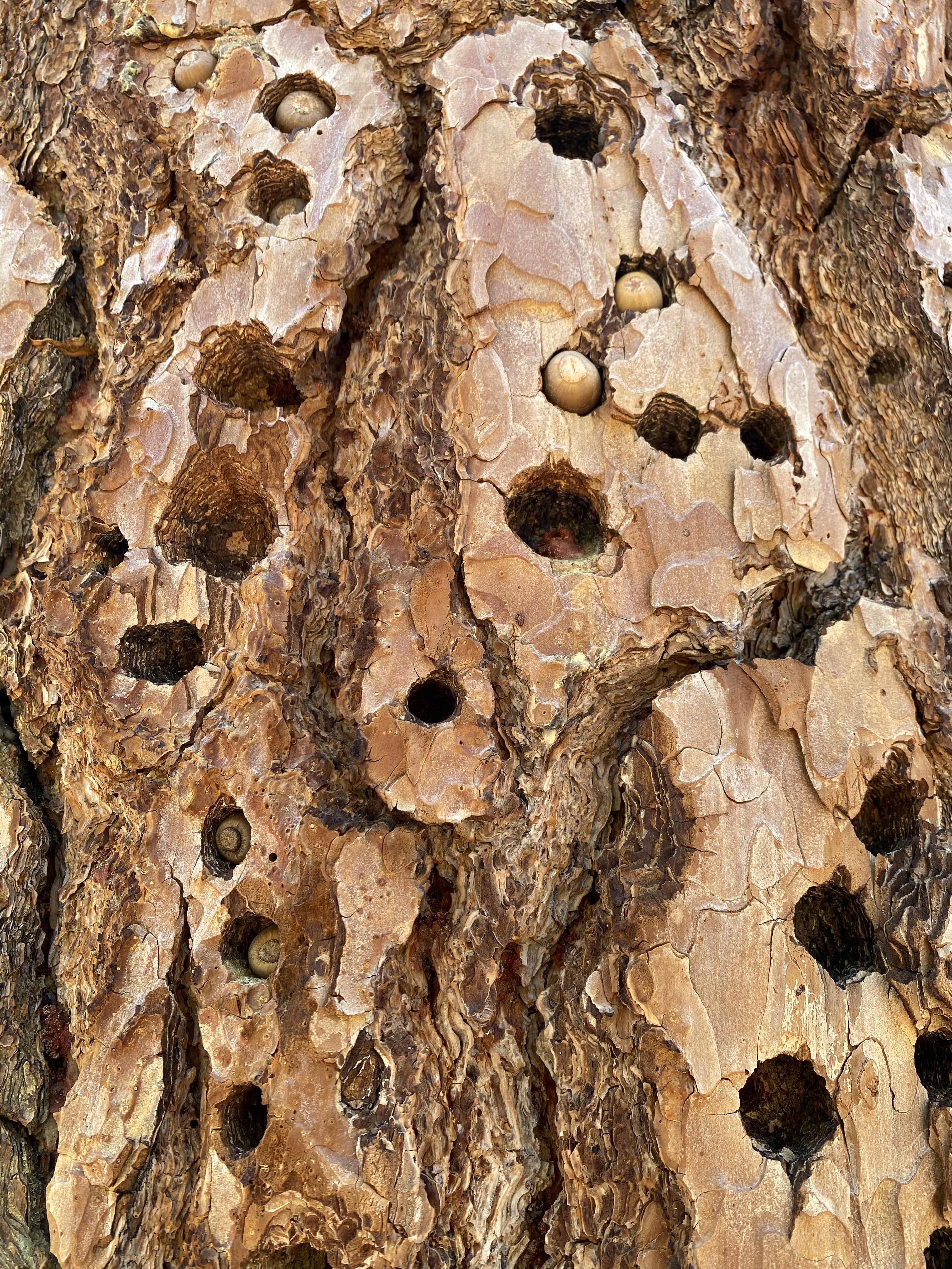 Acorns in Woodpecker drilled holes