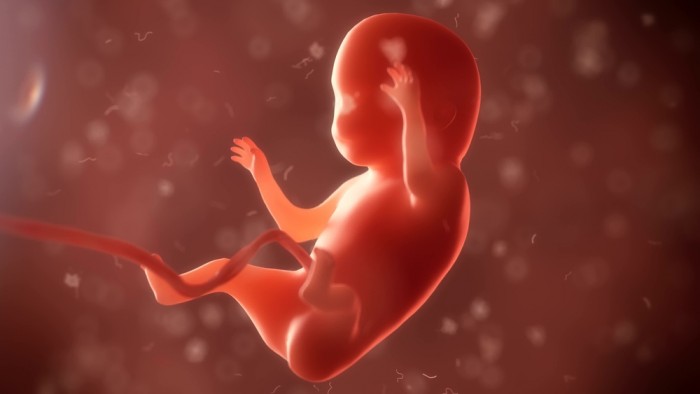Afbeeldingsresultaat voor foetus