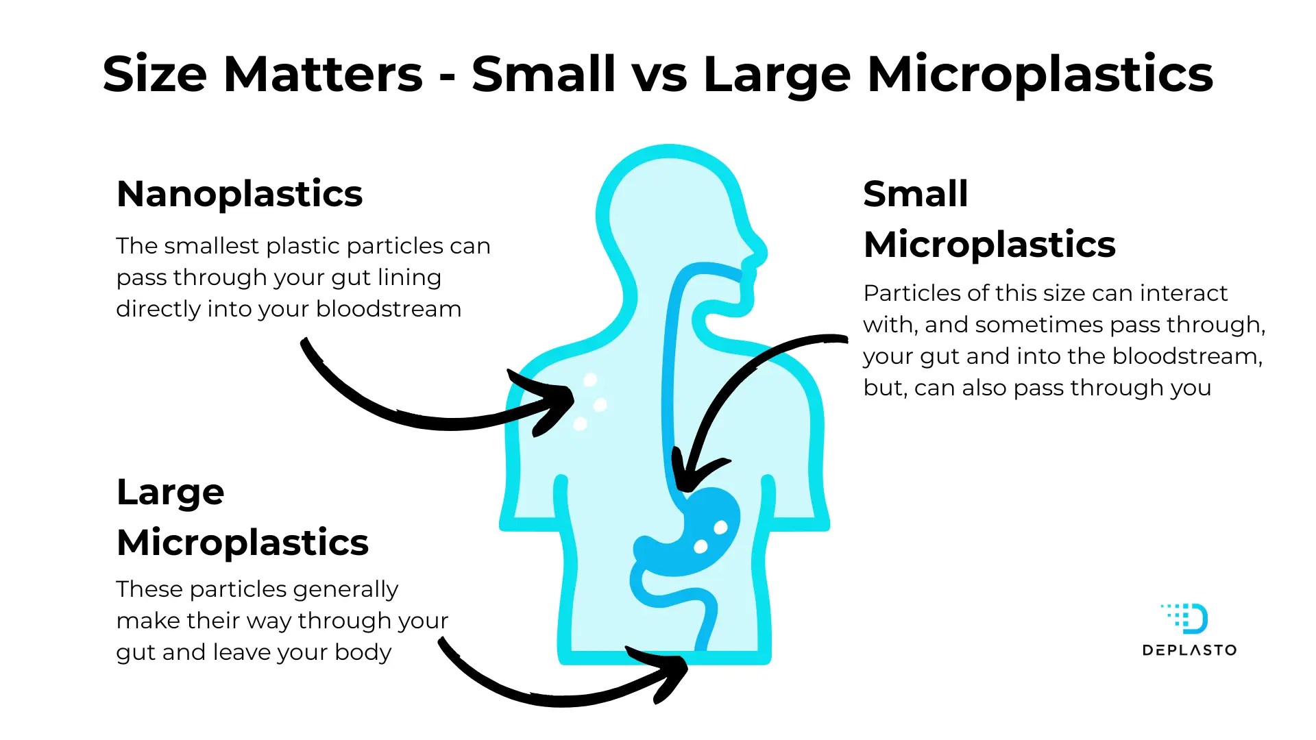 Are microplastics digestible - a diagram showing their journey through us
