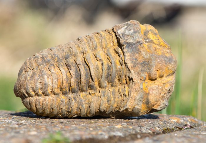 Essential collectibles (Part 1): Diacalymene trilobites – DEPOSITS