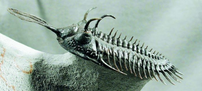 The 'trident' trilobites of Morocco – DEPOSITS MAGAZINE
