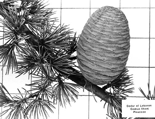 9 Different Types Of Cedar Trees And Wood