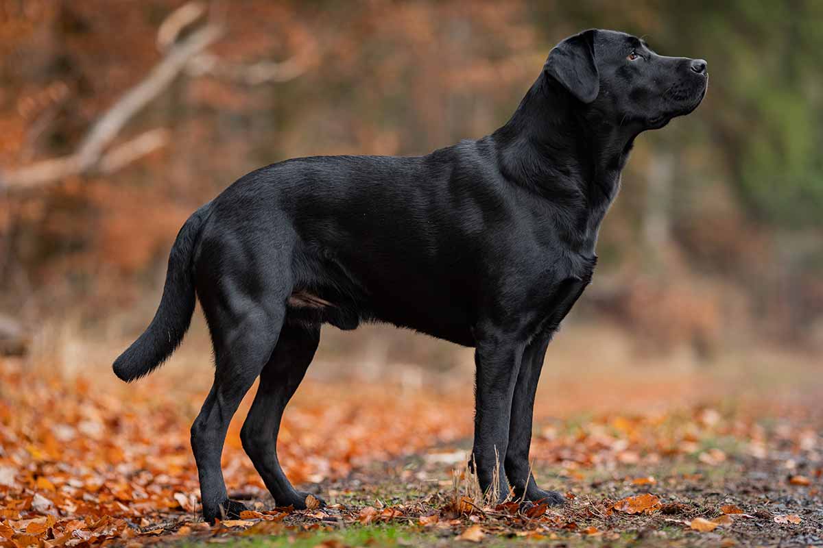 Derlabrador Com Unsere Arbeitslinien