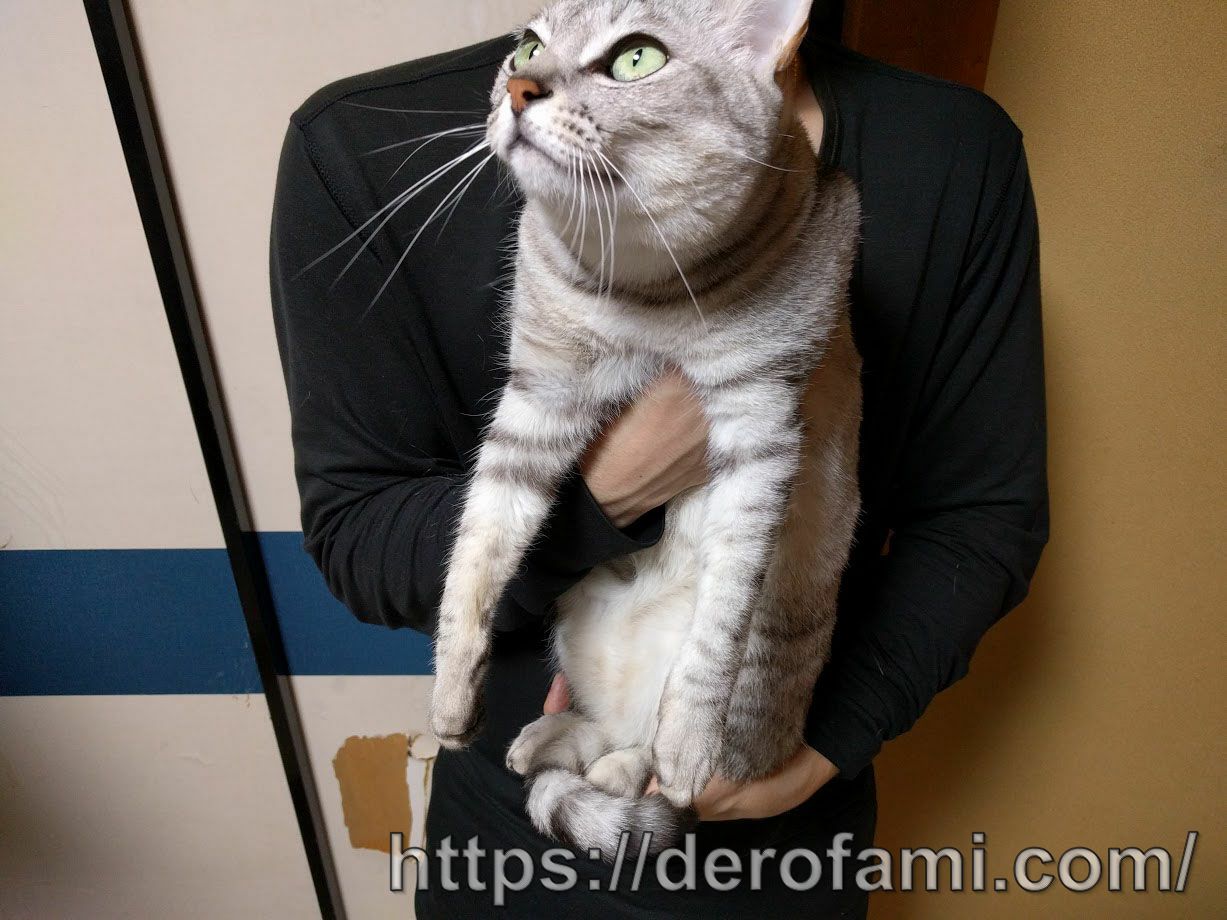 猫が嫌がる抱っこと好む抱き方…小さい頃から膝の上で温めてあげると慣れるのでオススメ | ねこほう