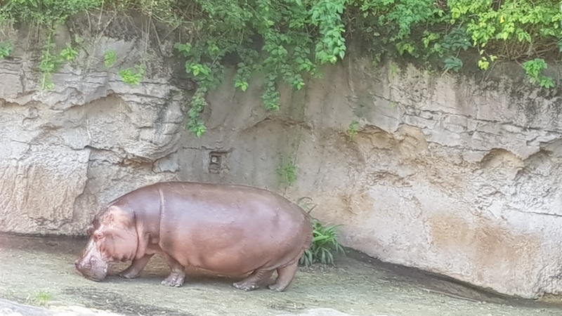 Hippo