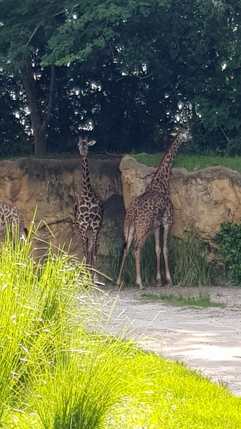 Giraffes