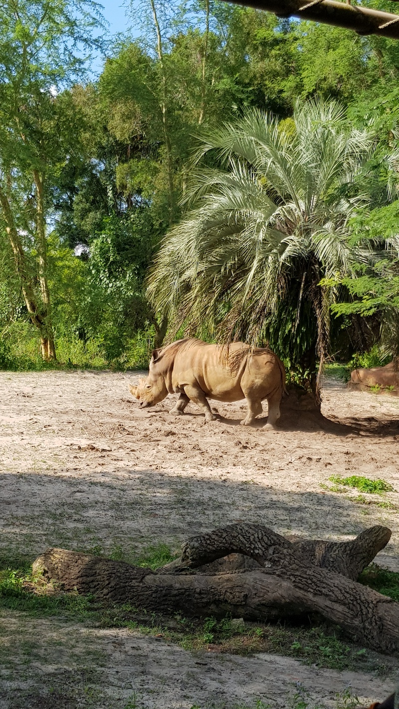 Rhino