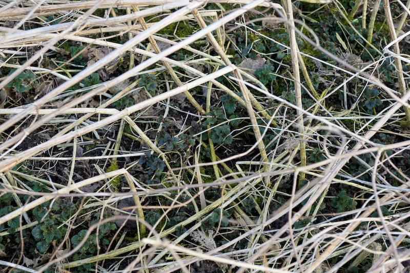 Erste Brennnesseln im März