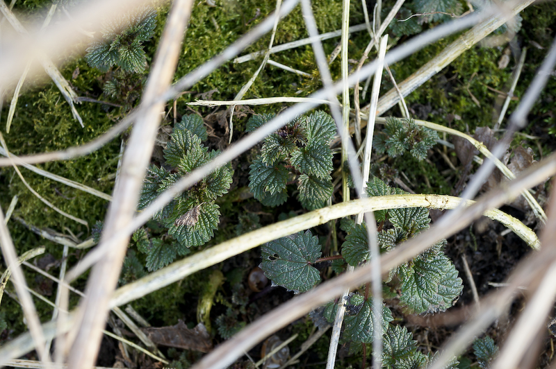 Erste Brennnesseln im März