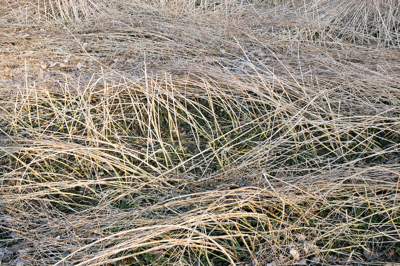 Erste Brennnesseln im März