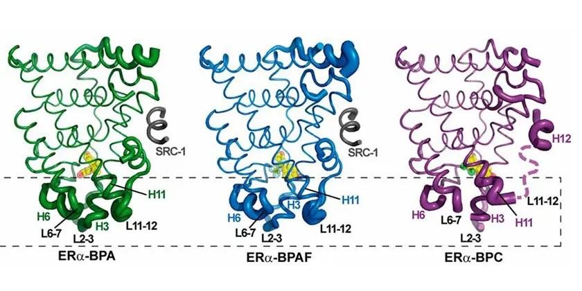 BPA alternatives BPAF and BPS also alter mammary gland development