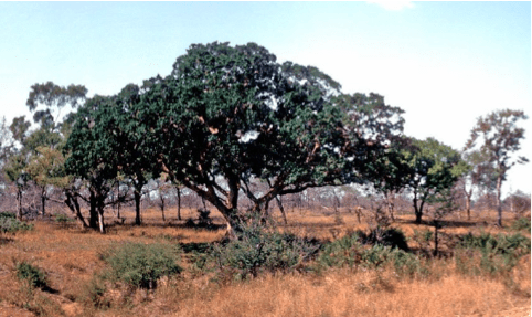 Sycamore Fig Tree Picture Of Sanbonani Resort Hazyview Tripadvisor