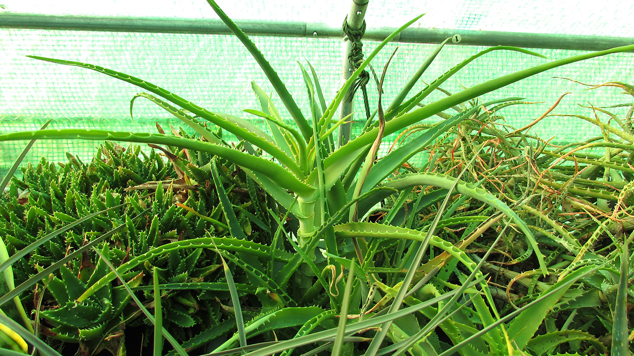 I get so much satisfaction helping people create an attractive desert landscape, and even more when i get to see them several months later once the plants have . How To Care For Aloe Desert Plants Of Avalon