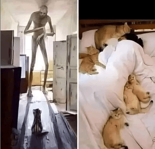 ৬ টি কারণে আপনার বিড়াল পালন করা উচিৎ।’🐈