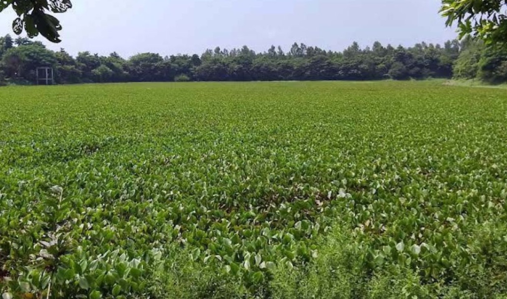 রংপুরে ভাড়ারদহ বিলের মৎস্য অভয়াশ্রম কচুরিপানায় ভরপুর