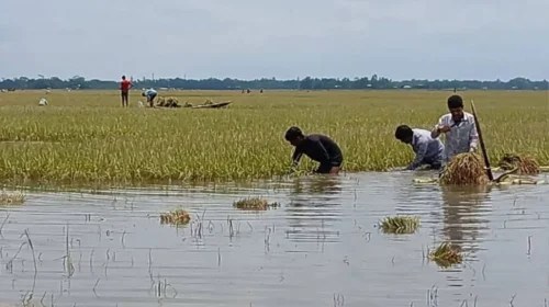 হাওরাঞ্চলে বন্যা পরিস্থিতির উন্নতি হলেও সপ্তাহান্তেই ফের অবনতির শঙ্কা