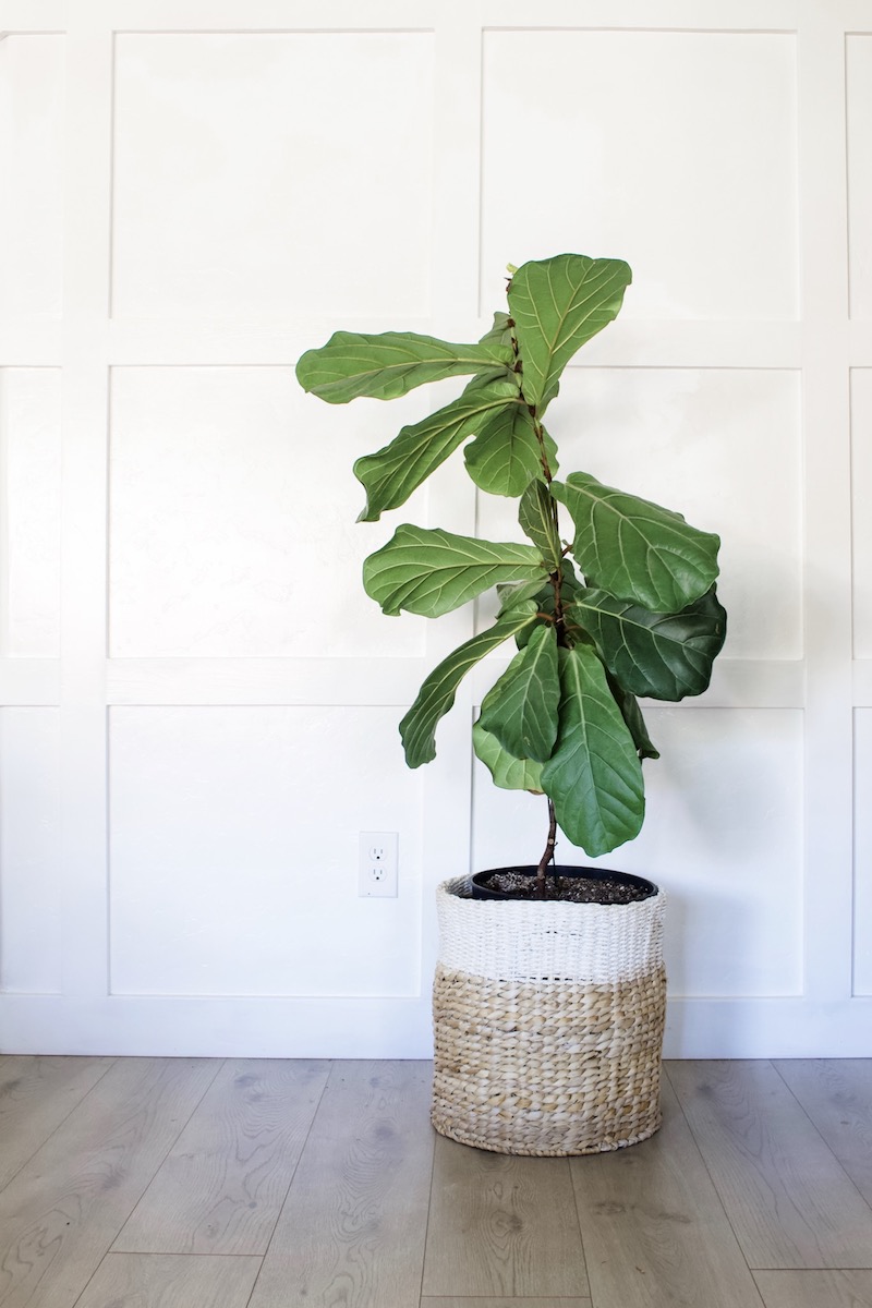10 Tips on How to Care for a Fiddle Leaf Fig Designed Simple