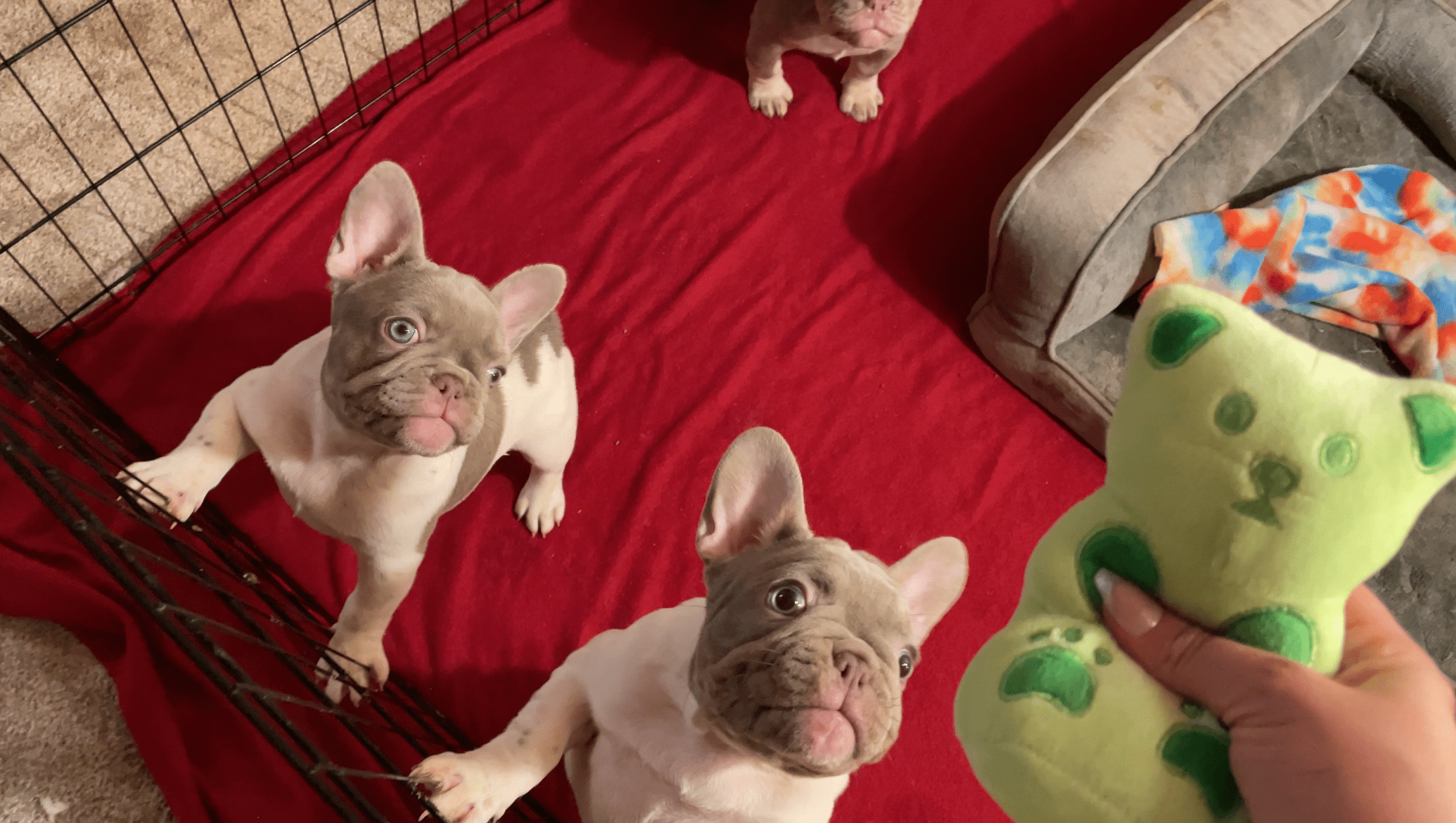 New Shade Isabella Pied French bulldog puppies looking up at a gummy bear toy. They have blue eyes and look excited to play. Two are standing up on the gate. 