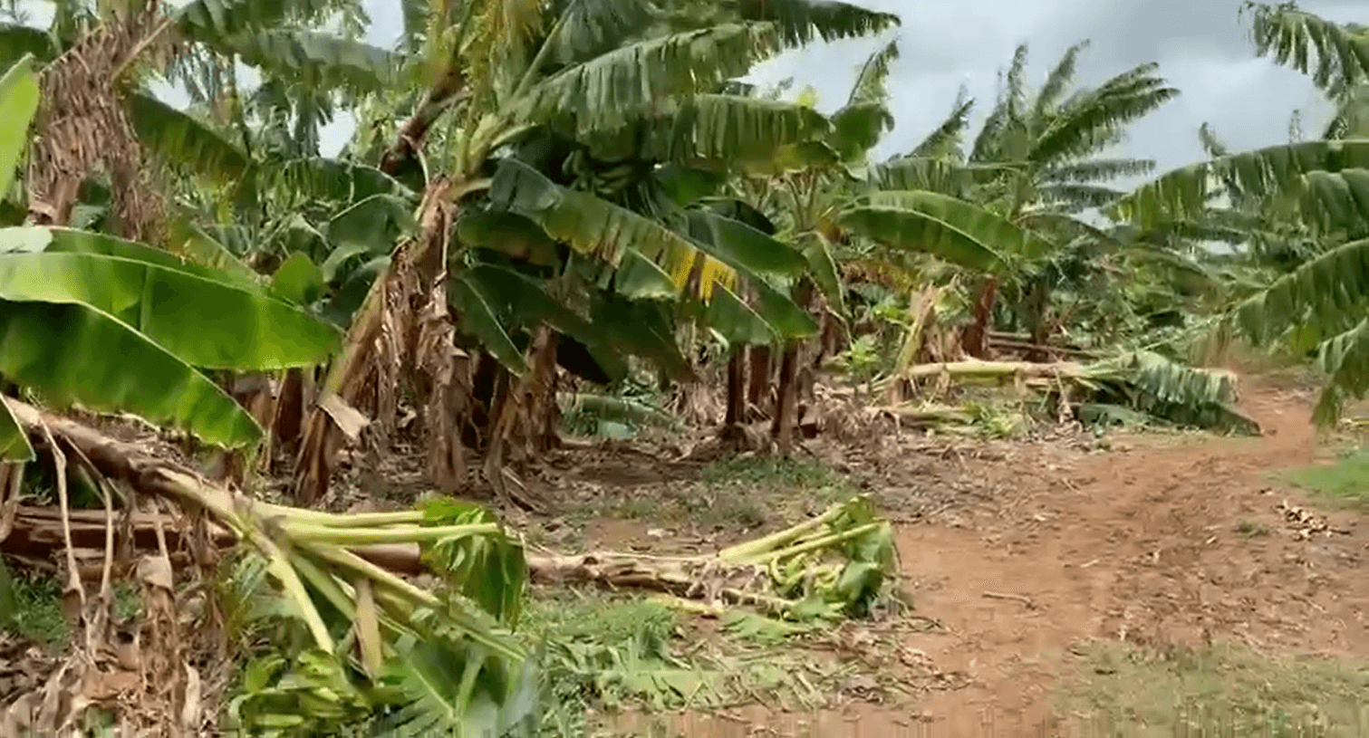 Reportan pérdidas millonarias en fincas de plátanos en Pedernales tras efectos de Elsa