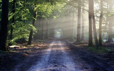 7 Bienfaits surprenants de la nature sur votre santé