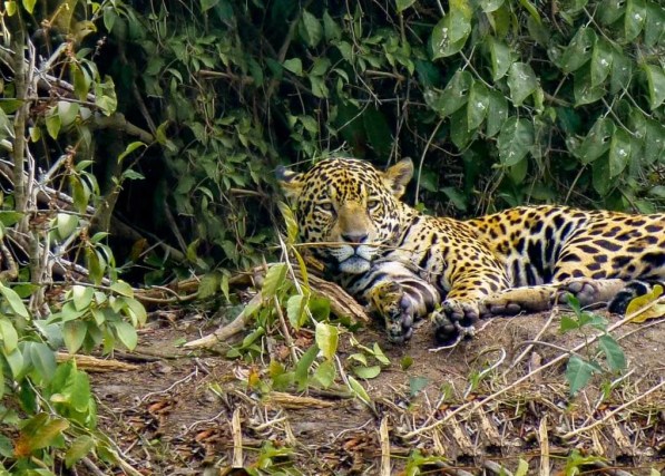 A jaguar sits on the bank of the river in Manaus in the Amazon Jungle
