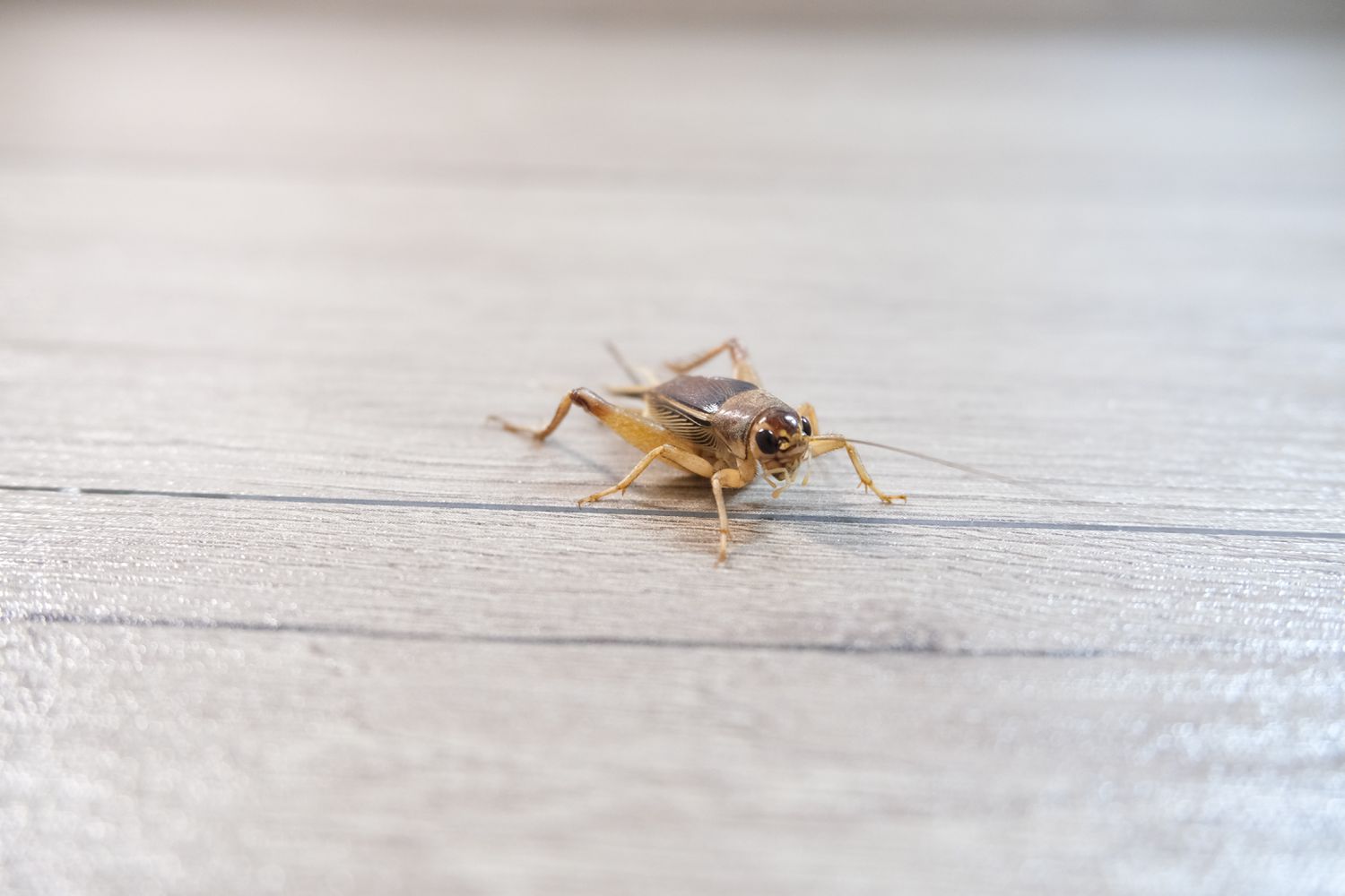 How To Get Rid Of Cricket In The House