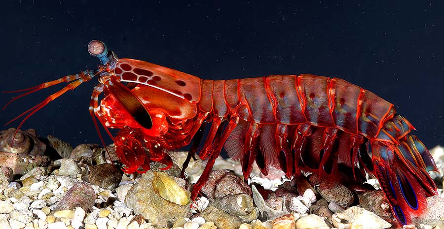 This amazing sea creature can punch as fast as the 22-caliber bullet