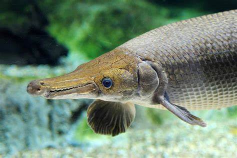 ikan aligator