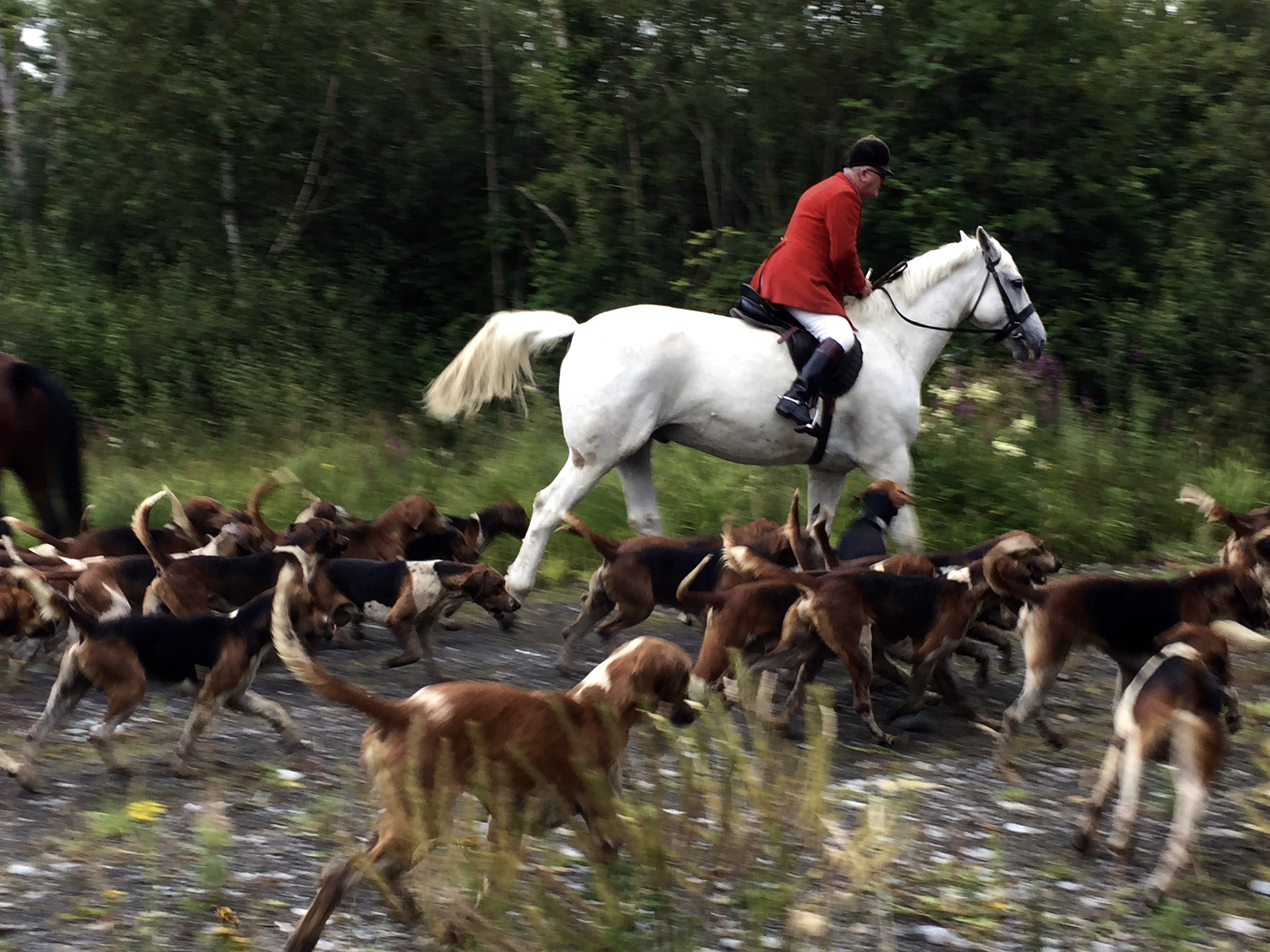 Training the hounds - Galway Ireland